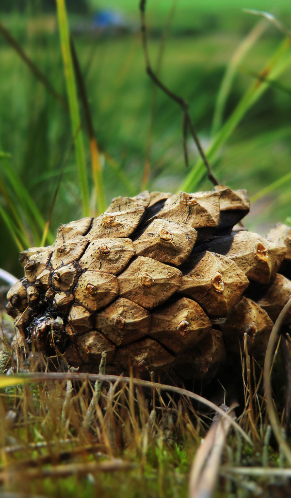 Упавшая шишка