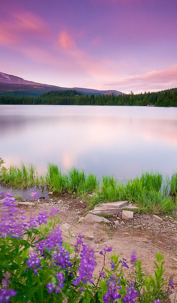 Лесное озеро