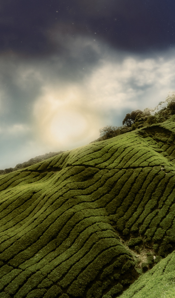 Зеленые холмы