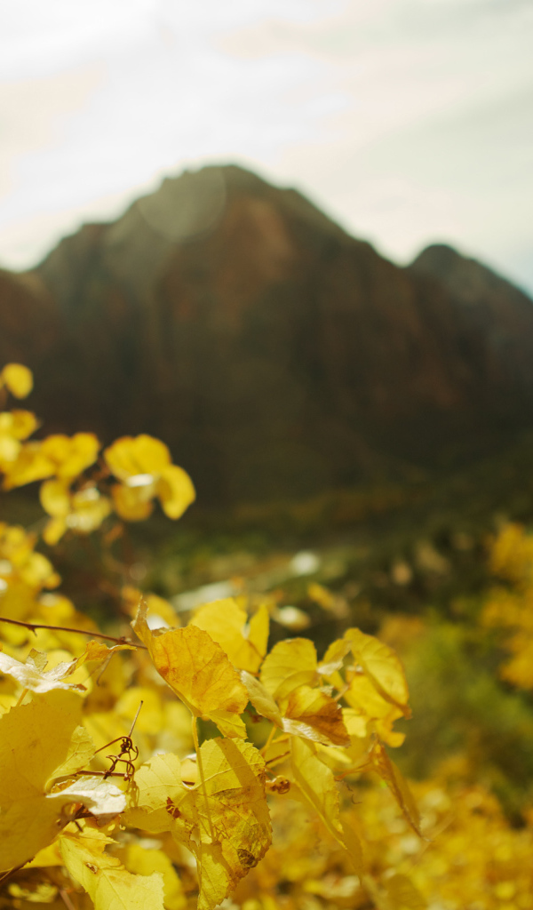 В фокусе желтые листья