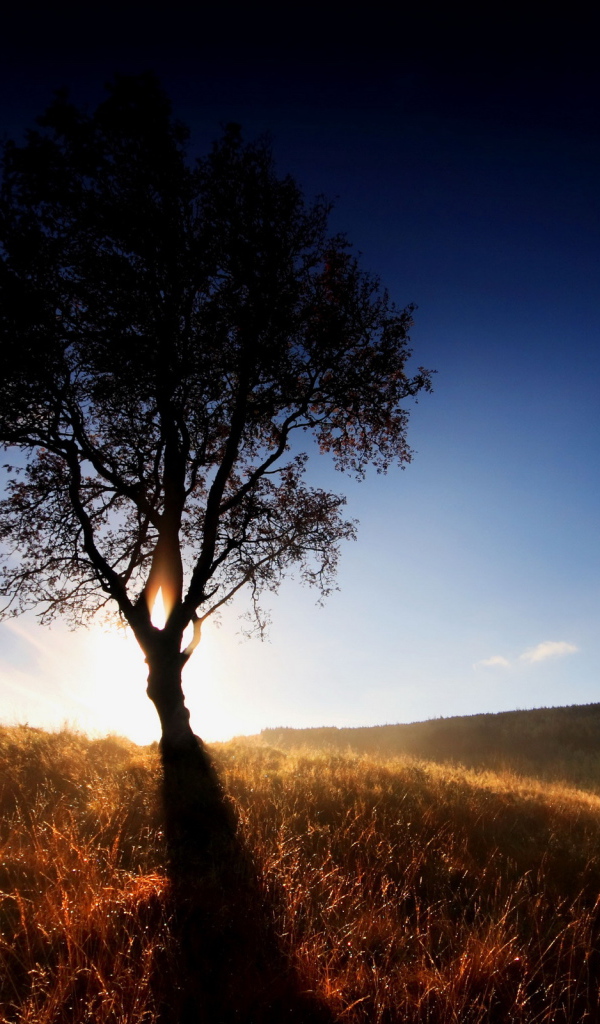 Одинокое дерево