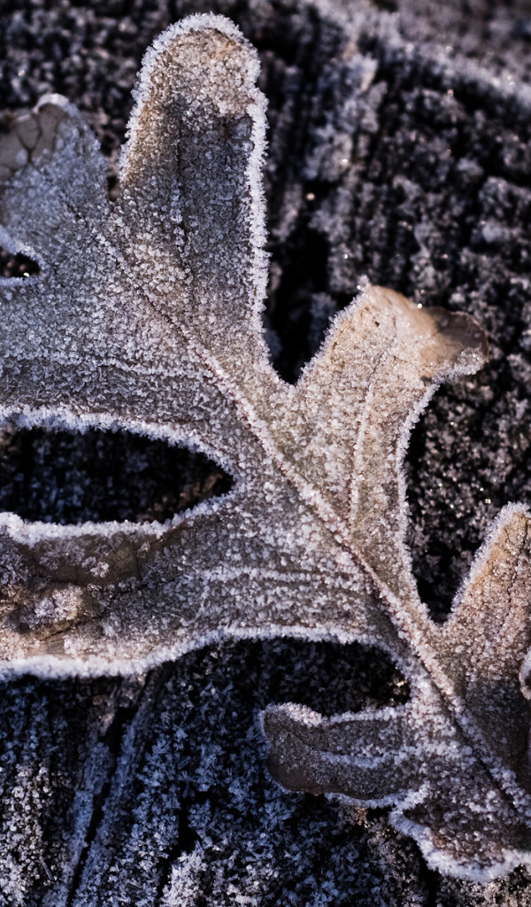 Утренний иней, макро