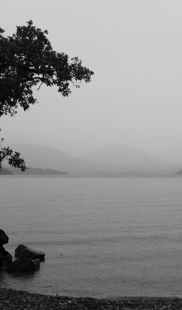 Одно дерево