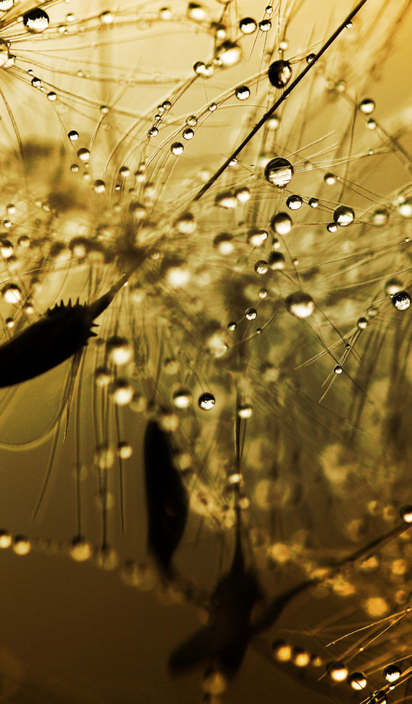 Бусинки дождя