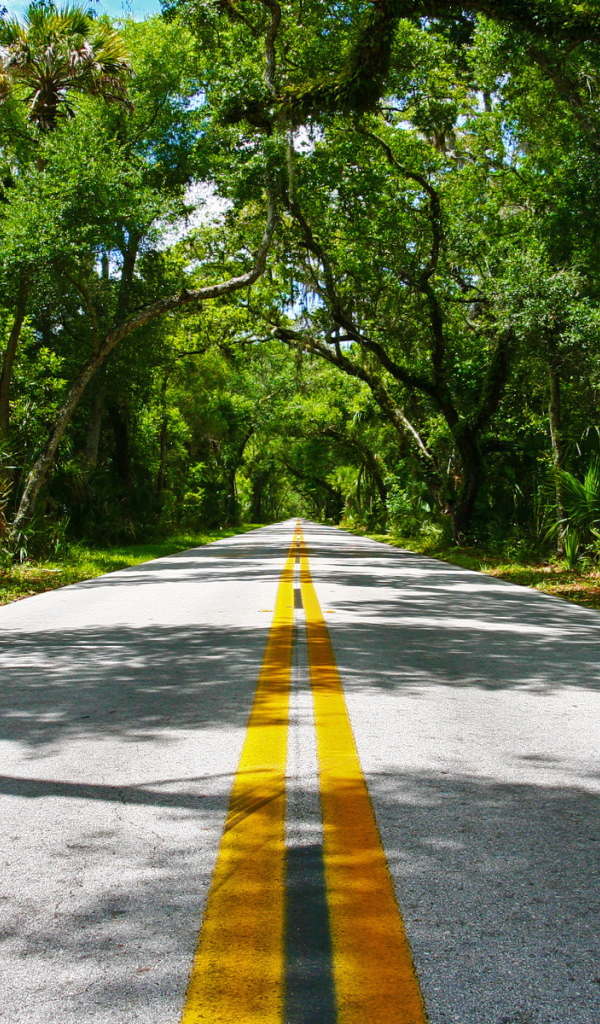 Дорога через лес