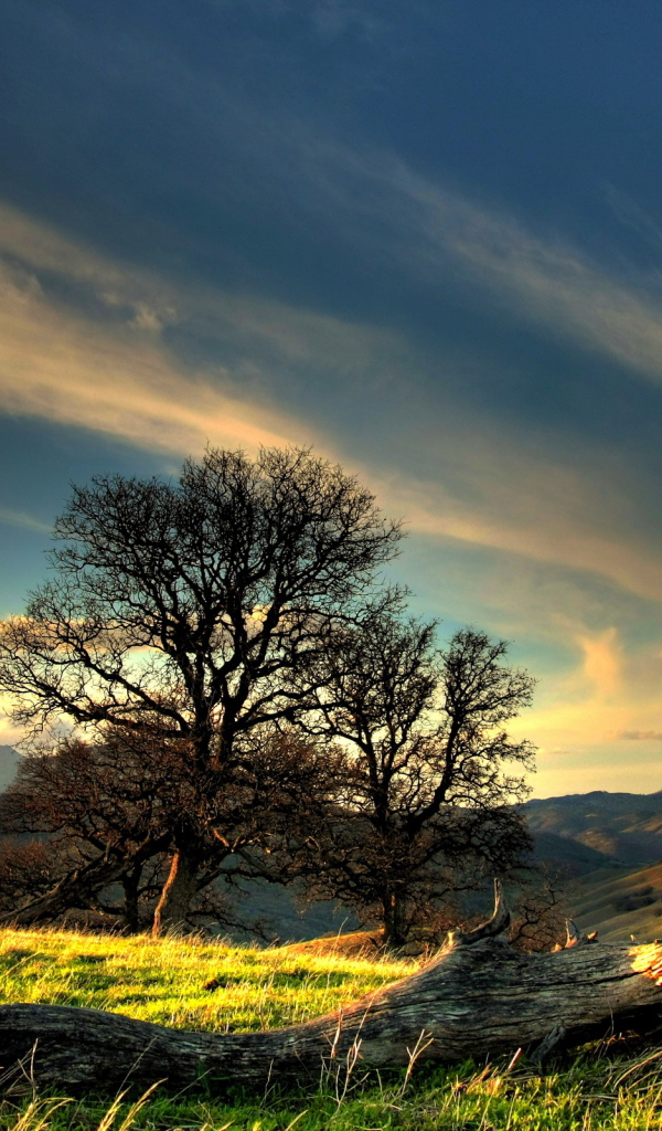 Коряга на холме