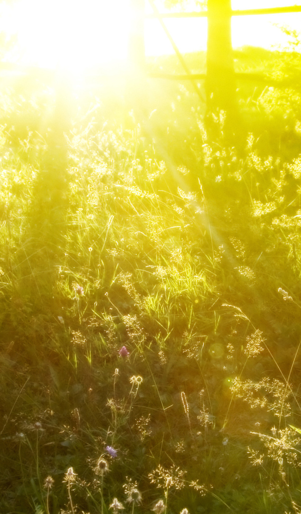 Солнечное утро