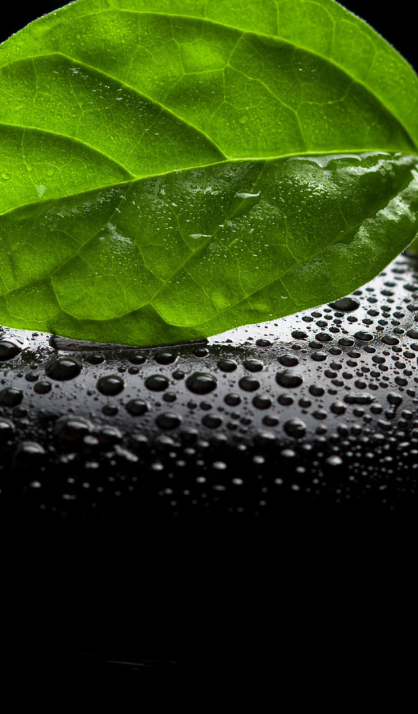 Камень и листок