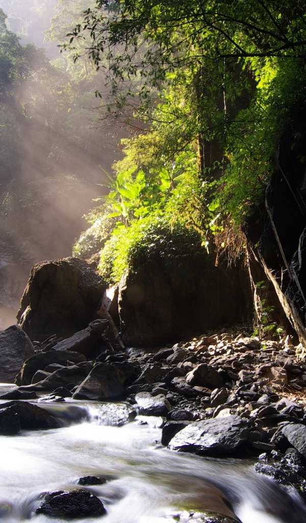 Ручей, лес, камни