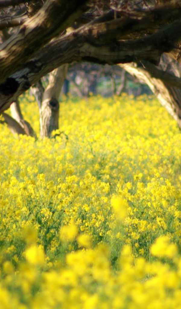 Летний сад в цветах