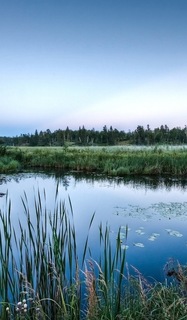 Болотистые места