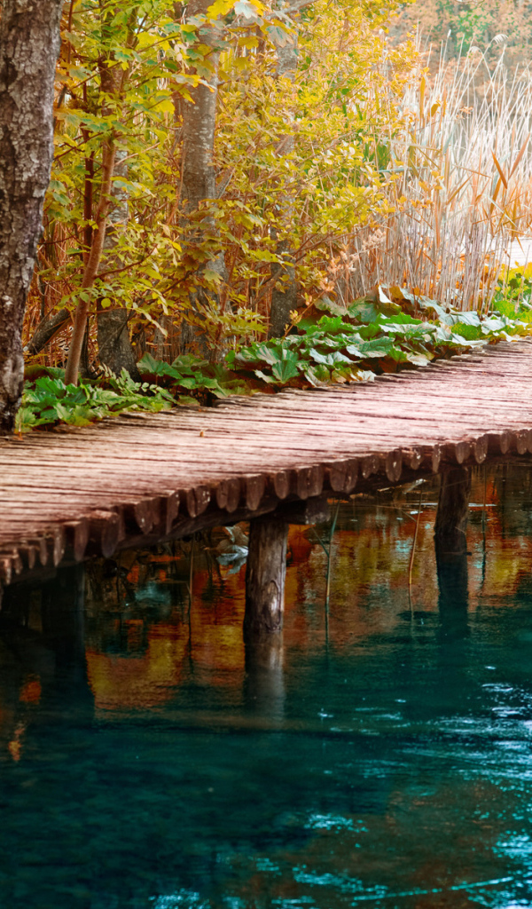 Мост в камышах