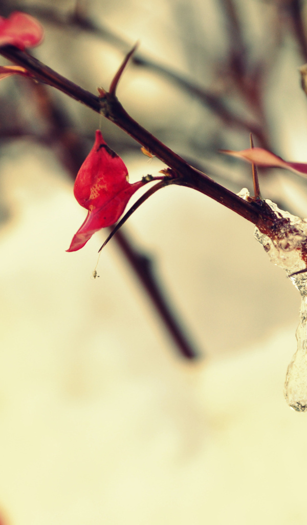 Замерзшая капля