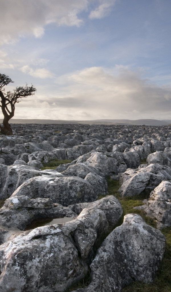 Дерево среди камней