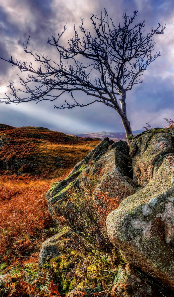 Дерево в камнях