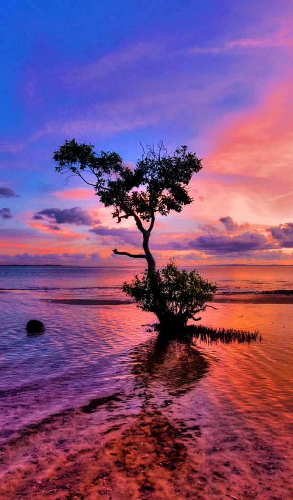 Дерево на мелководье
