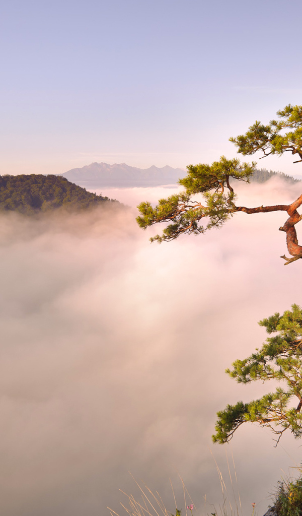 Дерево на обрыве