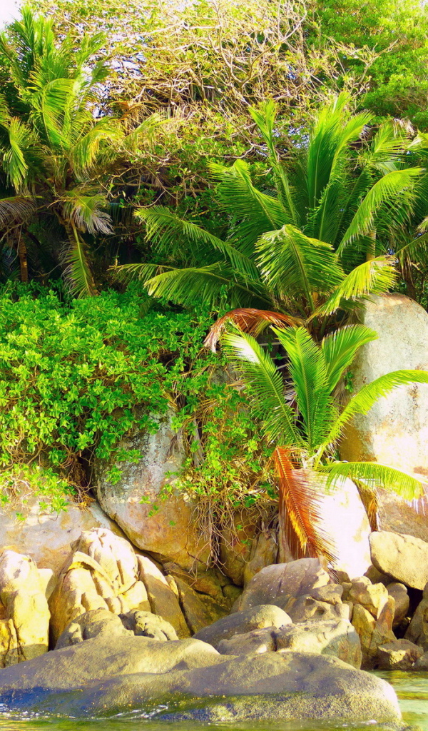 Природа тропиков