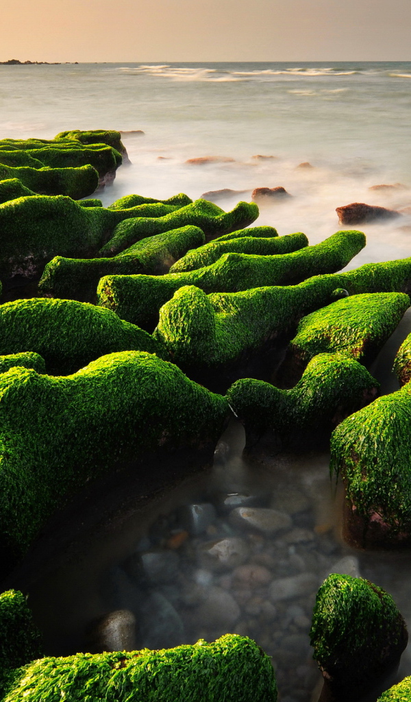 Водопосли на камнях