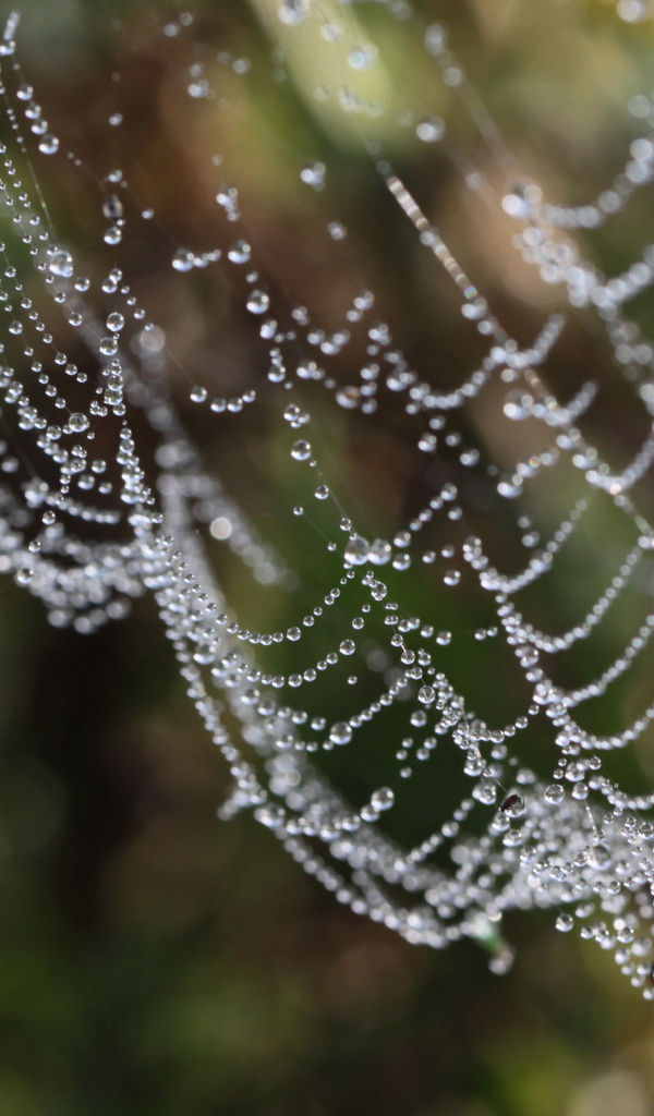 Водяные бусы