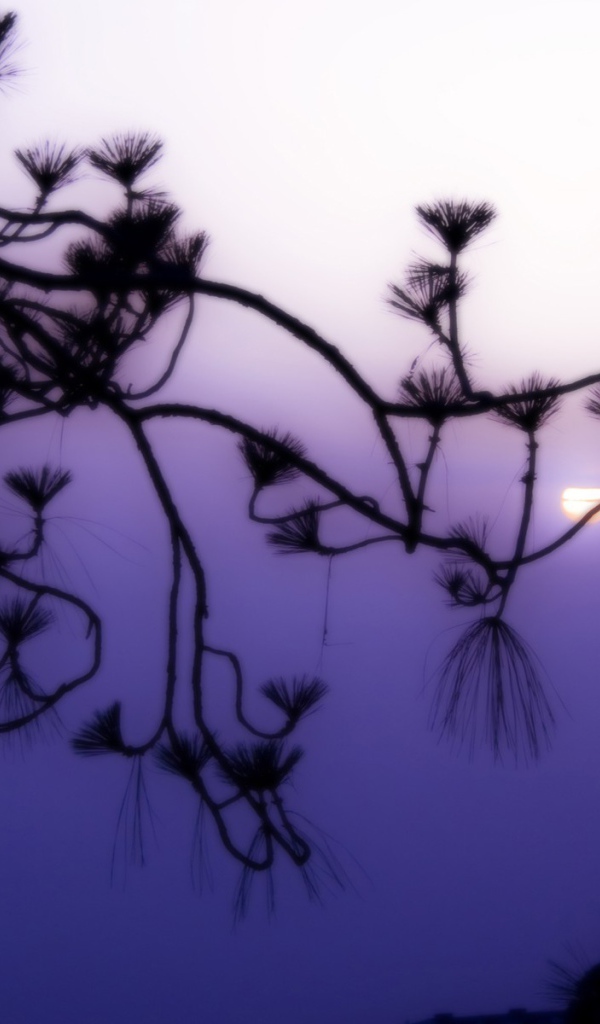 Фиолетовое небо