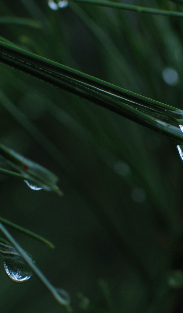 После дождя