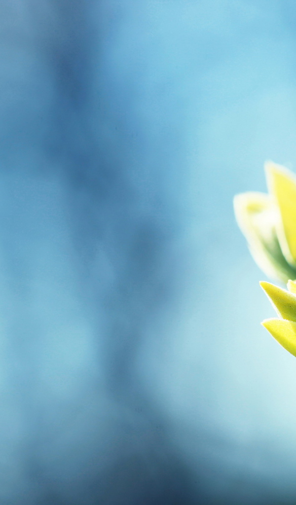 Ветка с листочками