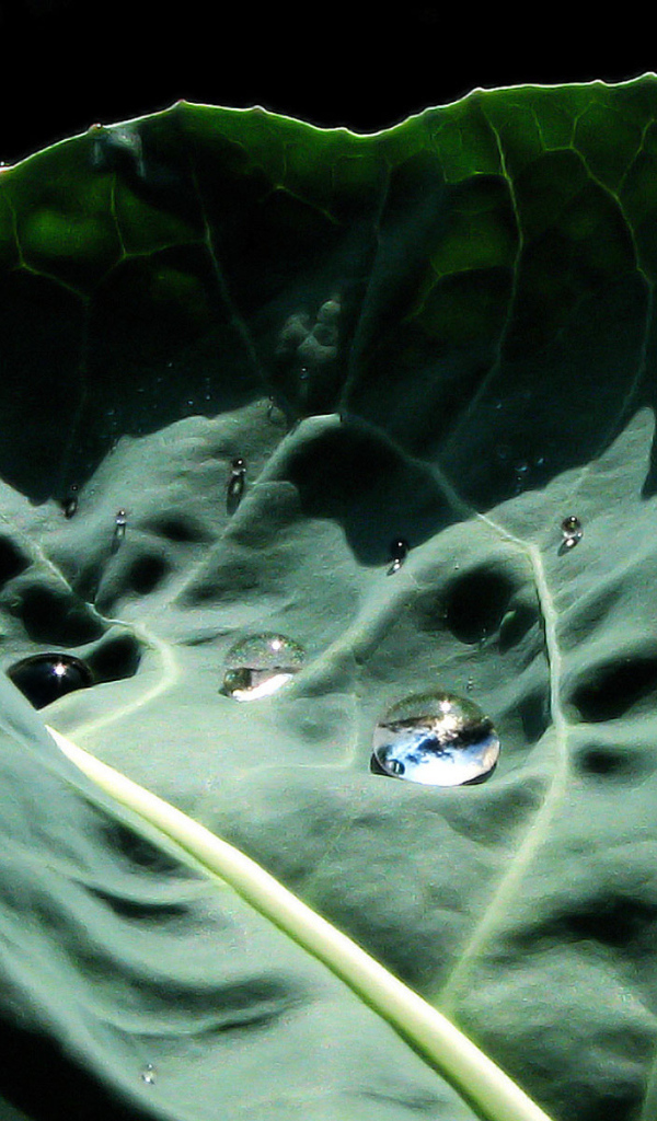 Капустный лист