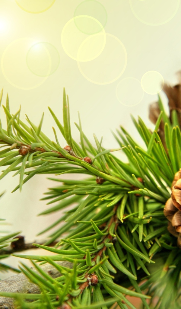 Шишки на ветках