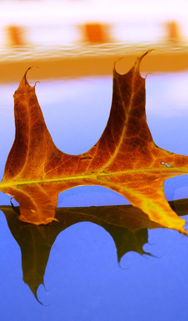 Засохший листок