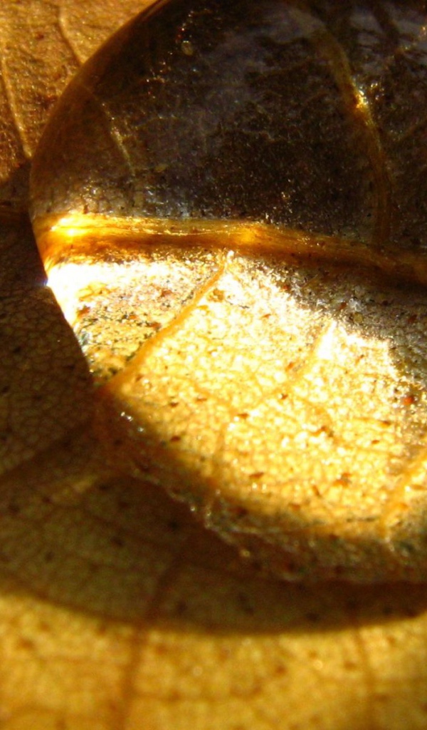 Капелька на сухом листе