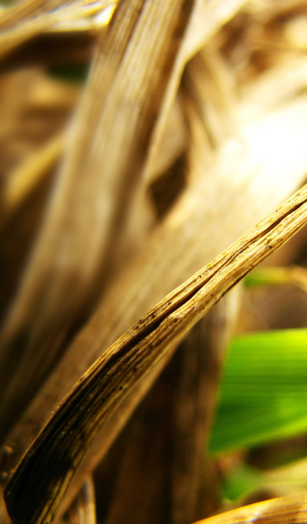 Сухие листья