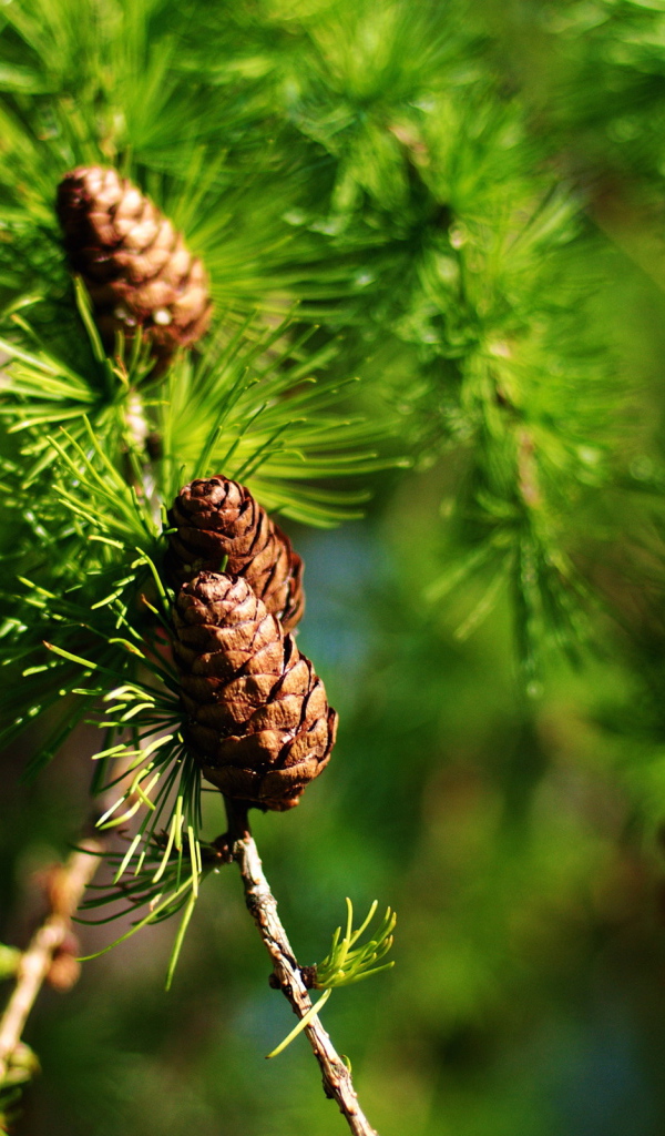 Еловые шишки