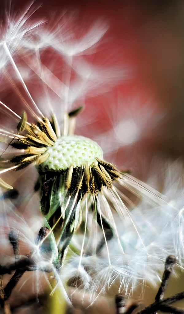 Облетевший одуванчик