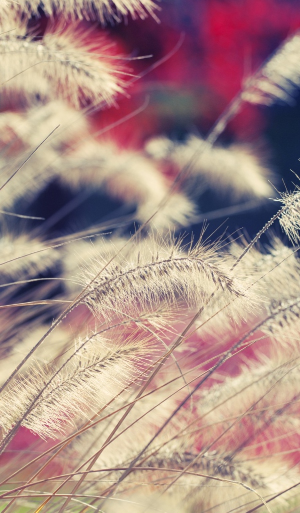 Пушистая трава