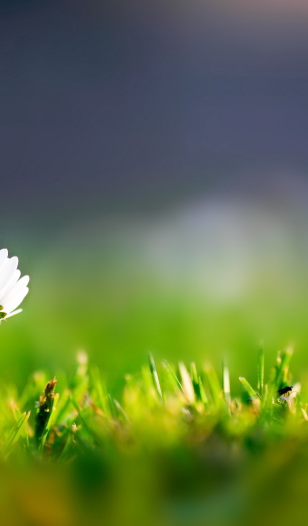 Трава и одинокий цветок