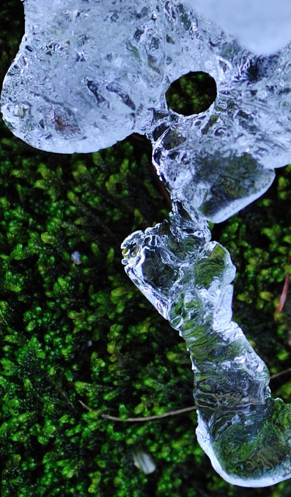 Трава и лед