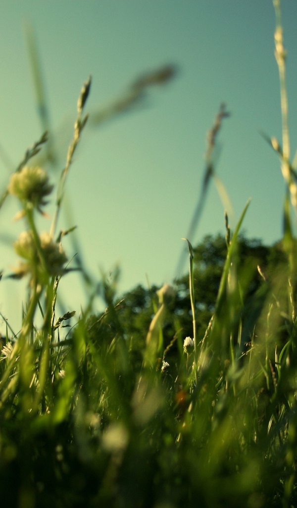 Трава у дома