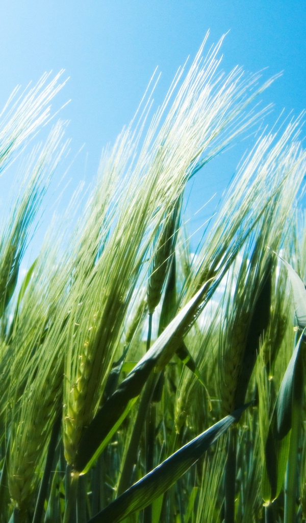 Зеленые колоски