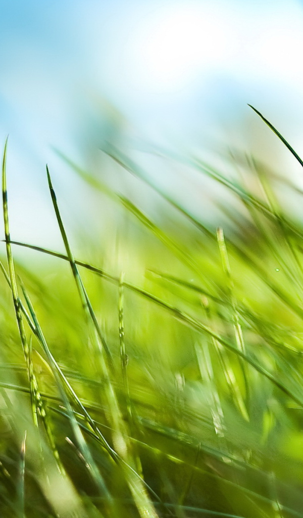 Зеленая трава