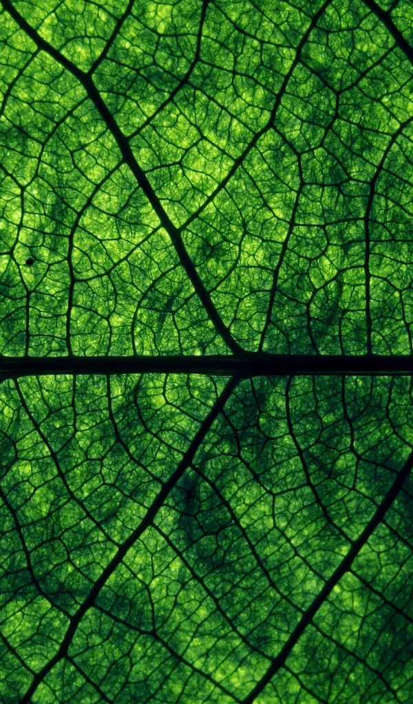 Зеленый лист Макро фото