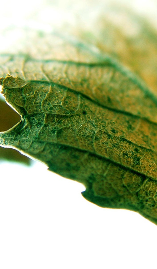 Листик крупным планом