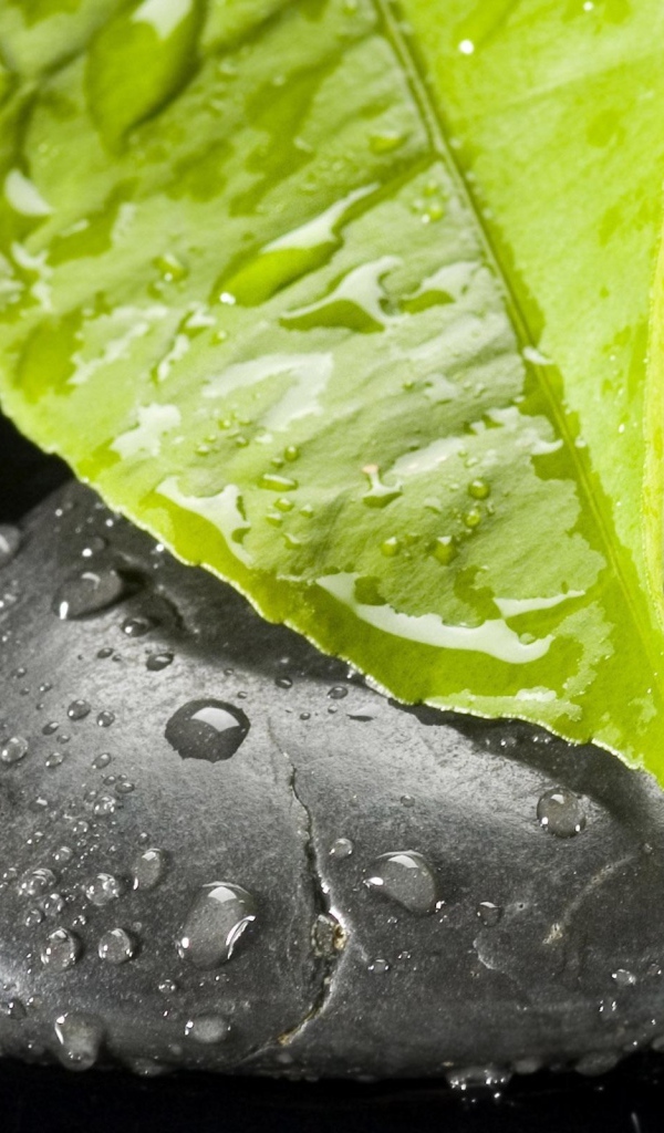 Листок на камне