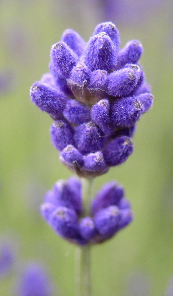 Сиреневый цветочек