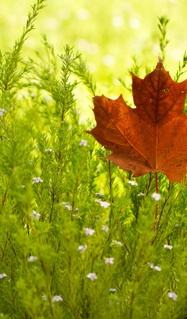 Кленовый лист