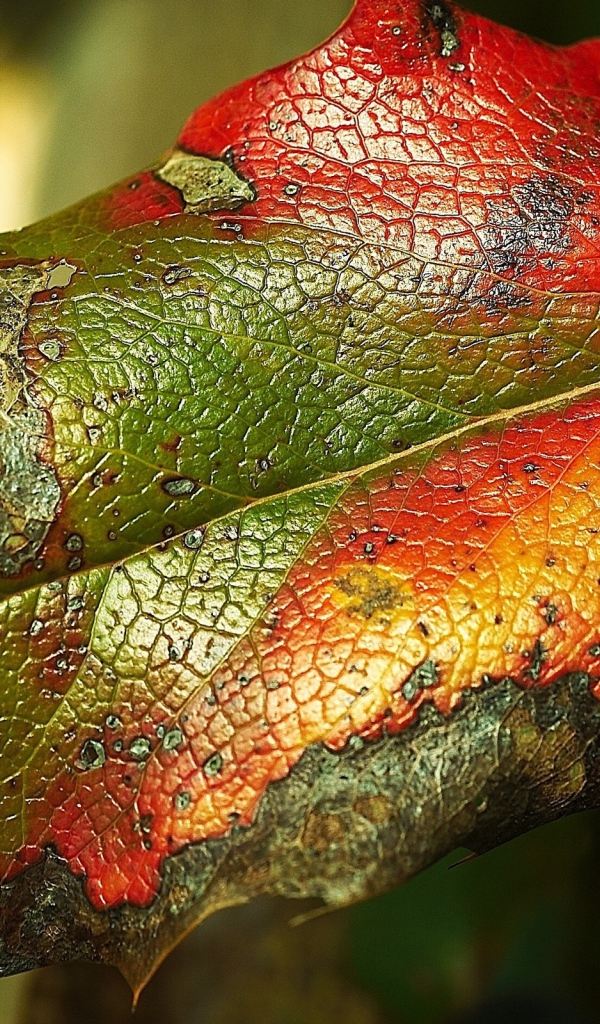 Яркий листик