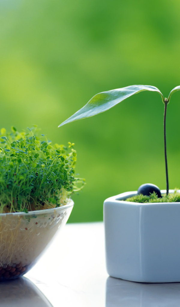 Горшочки с зеленью