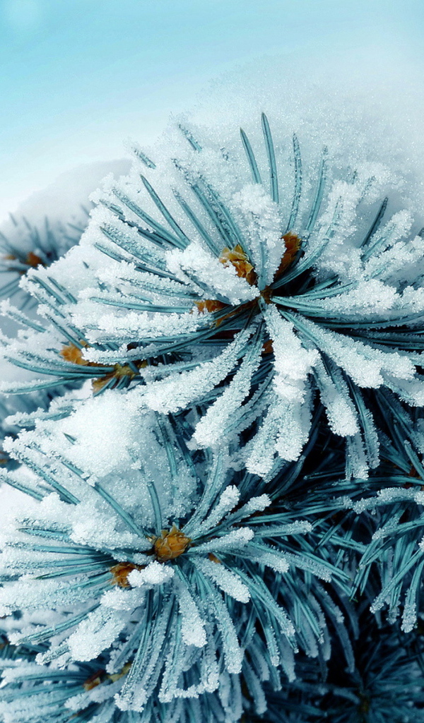 Колючая ветка