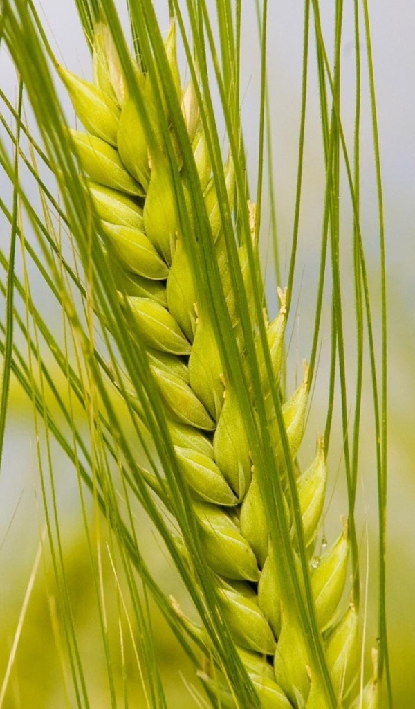 Колосья макро