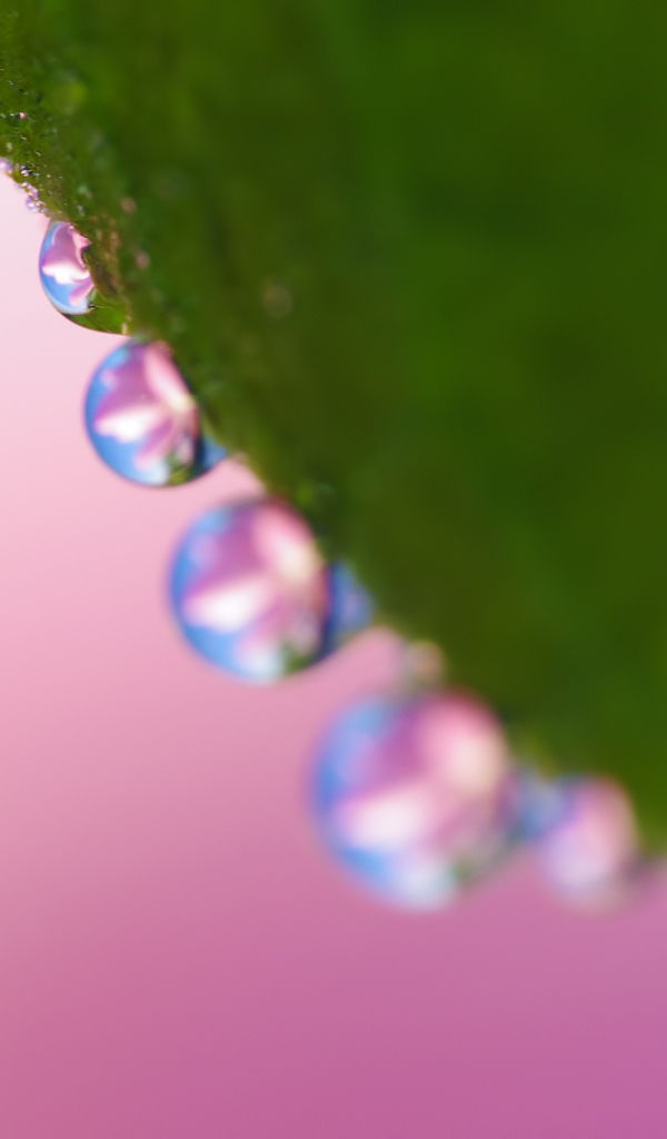 Рабочие обои весна